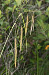 Nodding sedge